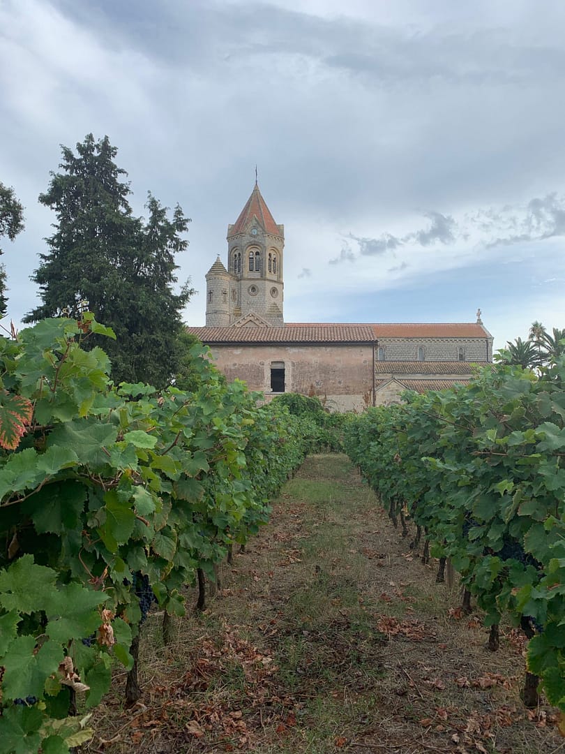 Page OBJECTIFS 2019 Saint Honorat vigne scaled
